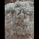 Maireana sedifolia